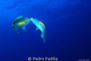 Parrots Fish in its ritual. Dive site "Plato",  Ponce Pue... by Pedro Padilla 